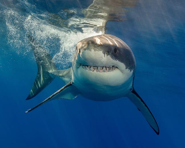 Shark Diving Tips How To Swim With Great White Sharks Try to get out of the water at this time. how to swim with great white sharks