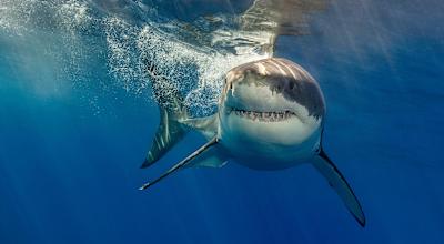 If you swim away at speed the shark might think you're prey