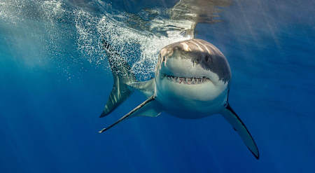 If you swim away at speed the shark might think you're prey