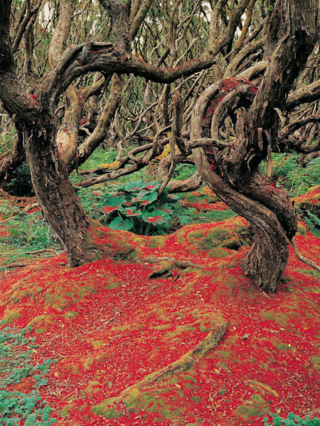 Rata Forest in Neuseeland
