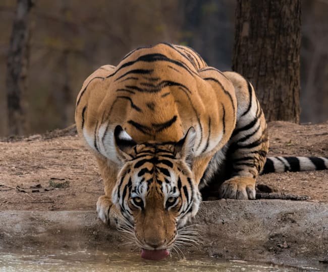 Click It Select Durga The Tigress By Mukesh Kumar