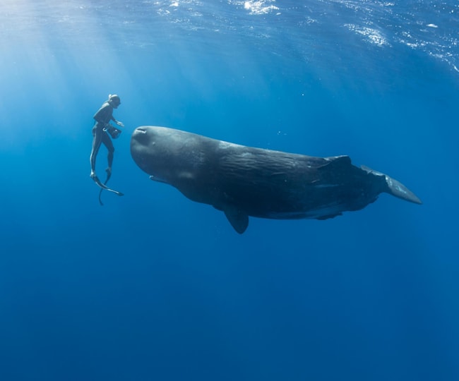 15 9 24 クジラと泳いだダイバー Adventure