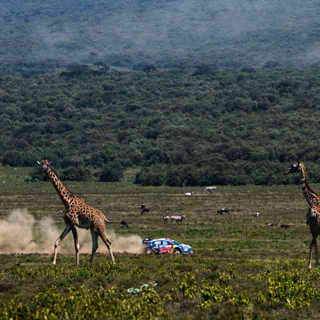 Pierre-Louis Loubet y su copiloto Nicolas Gilsoul, de M-Sport Ford WRT, en el Rally de Kenia en Naivasha el 25 de junio de 2023.