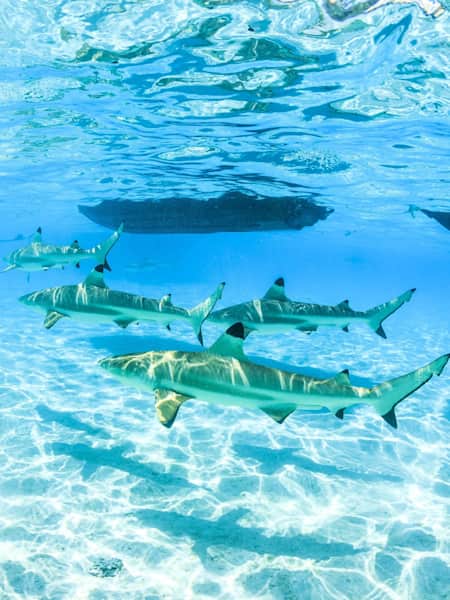 Brasil está entre os países com maior número de ataques de tubarões