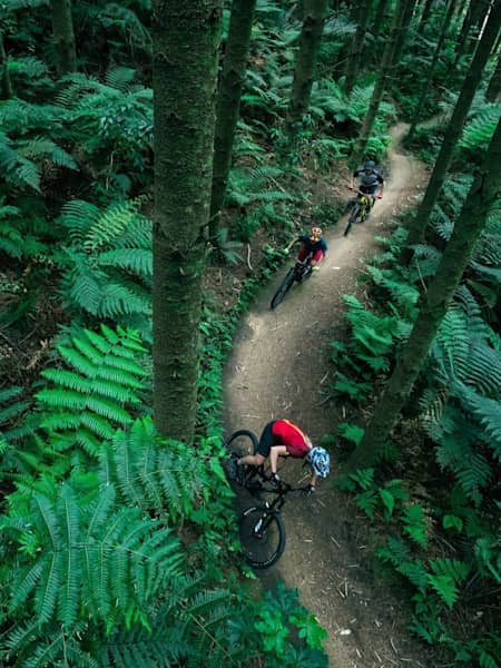 Redwood trees line singletrack trail.