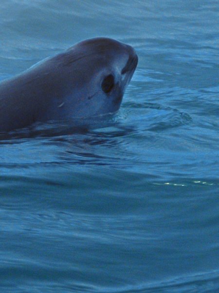 An image of the vaquita whale, the smallest and most elusive whale on earth.