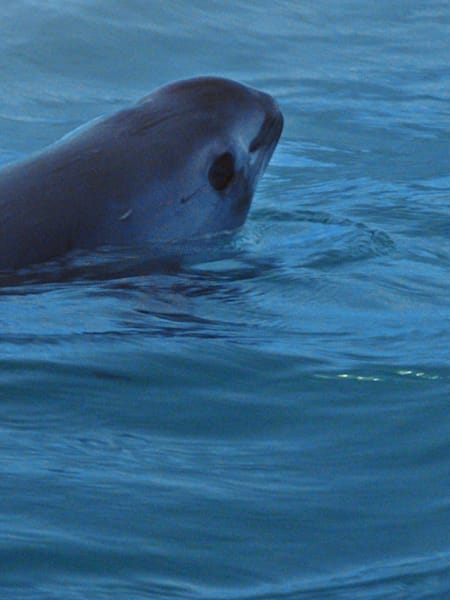 An image of the vaquita whale, the smallest and most elusive whale on earth.