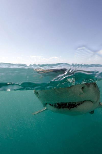 Head on with a shark.