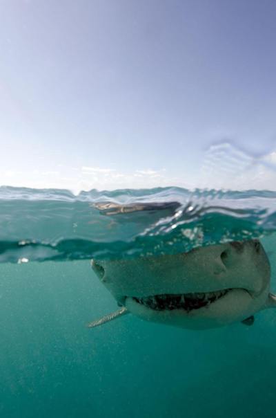 Head on with a shark.