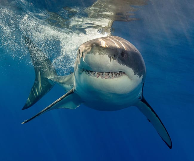 Shark Diving Tips How To Swim With Great White Sharks
