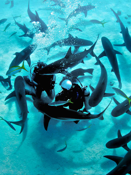 Shroud Cay, une île de mangroves, de petites rivières et de requins.