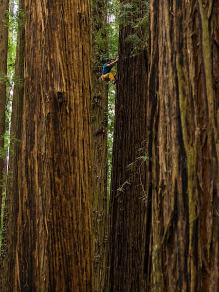 Climber Chris Sharma climbs a Giant Redwood tree.