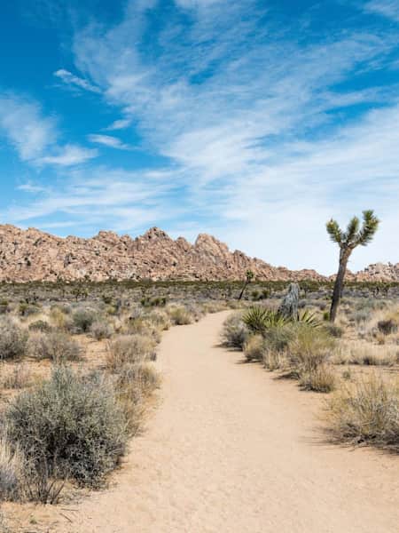 A wonderland of rocks along Willow Hole Trail in Joshua Tree National Park