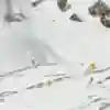 Chamonix'de karın ve kayalıkların üzerinde