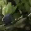 Pokémon nella vita reale: Oddish