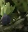 Realistični Oddish