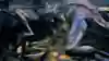 Dark Souls boss