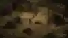 A desert camp in Act 2 of Diablo 2: Resurrected