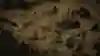 One of Diablo 2: Resurrected's many desert scenes with dilapidated ruins