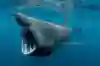 ウバザメ