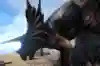 A triceratops, just chilling