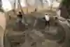 The whole team pitches in to help move dirt