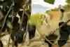 阿尔卑斯的葡萄藤 Alpine vines