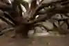 The ancient yew trees in Sussex are some of the oldest things in Britain