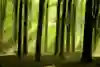 A springtime forest in the Netherlands