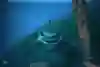 A shark, shortly before it killed us