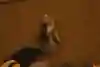 A wild dodo, in the wild
