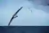 Albatrosses soar through the sky