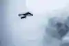 MacCormac surfs into the storm