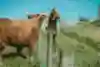 Boy meets cow