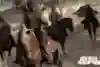 Team-building with revolvers? OK