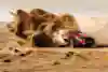 WRC Rally Saudi Arabia 2025, Adrien Fourmaux / Alexandre Coria