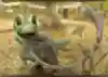 A render of Yoshi IRL