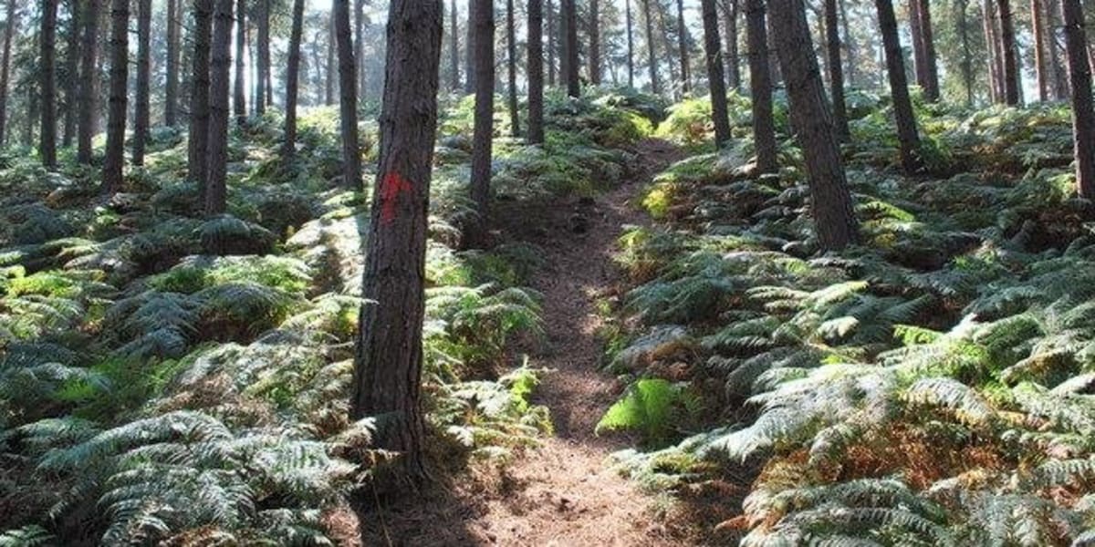 Chicksands Bike Park Everything you need to know