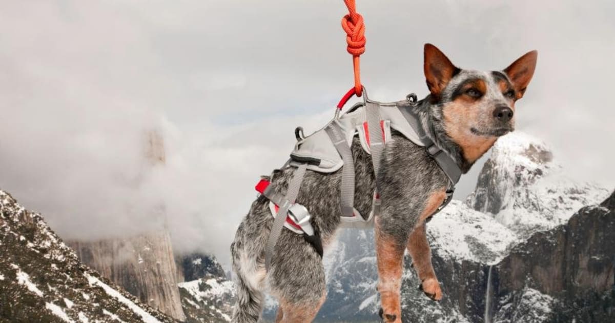 Meet Whisper, the Daring BASE-Jumping Dog