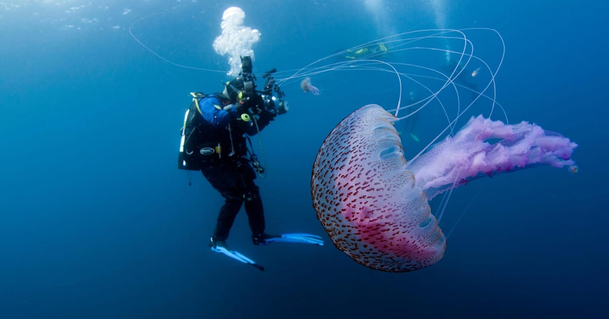 2016.2.29 | 海中の神秘を捉えた13枚の写真 | Adventure