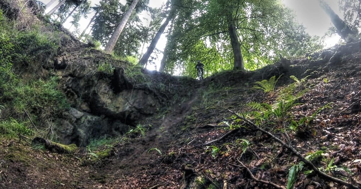 Forest of Dean Guide All you need to know