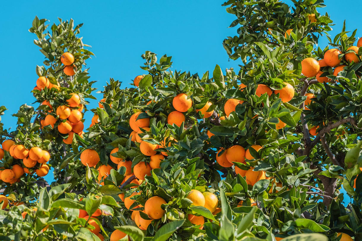 Sevilla'da portakal bahçesi