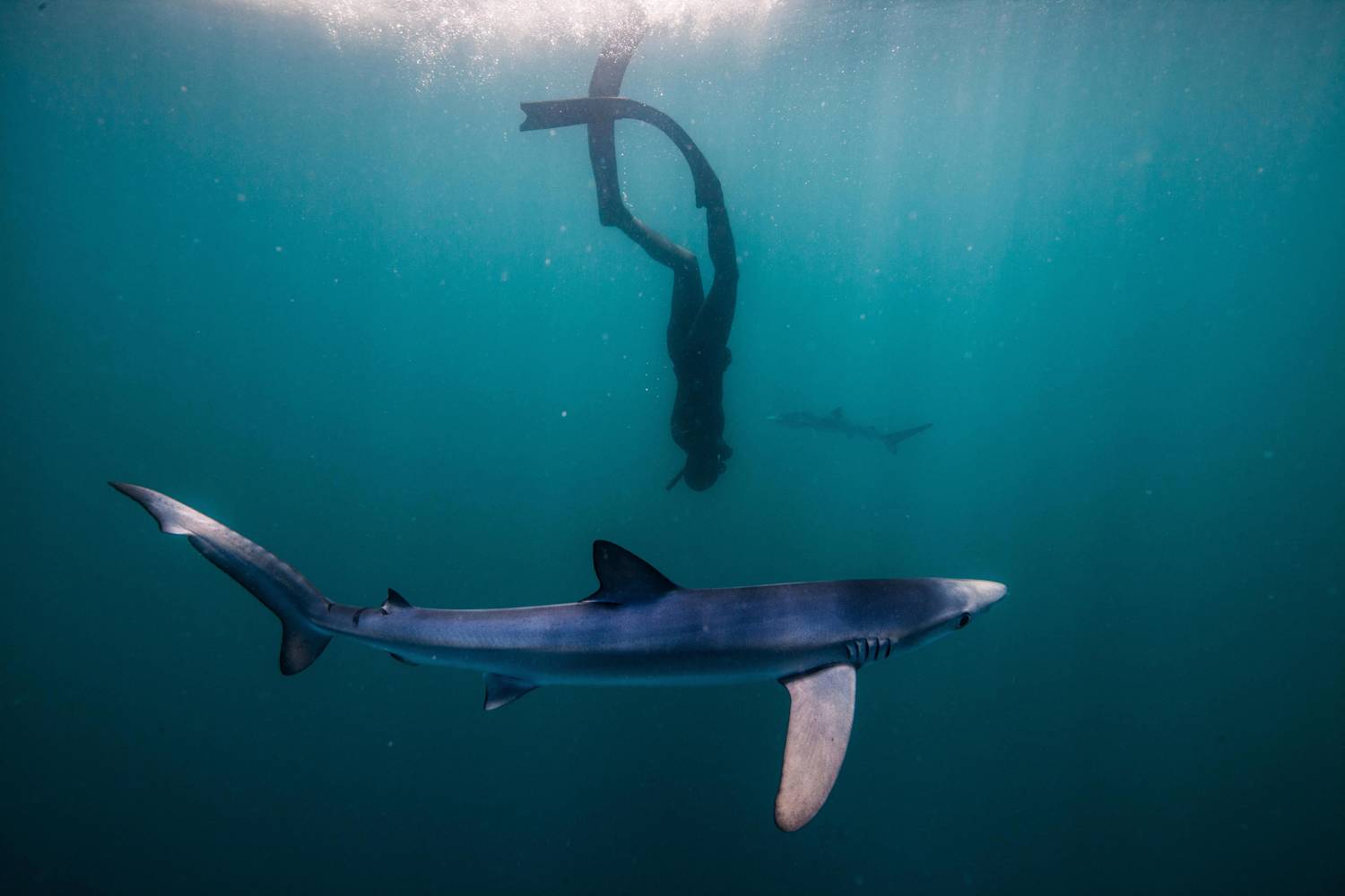 Watch this duo go freediving with sharks Red Bull