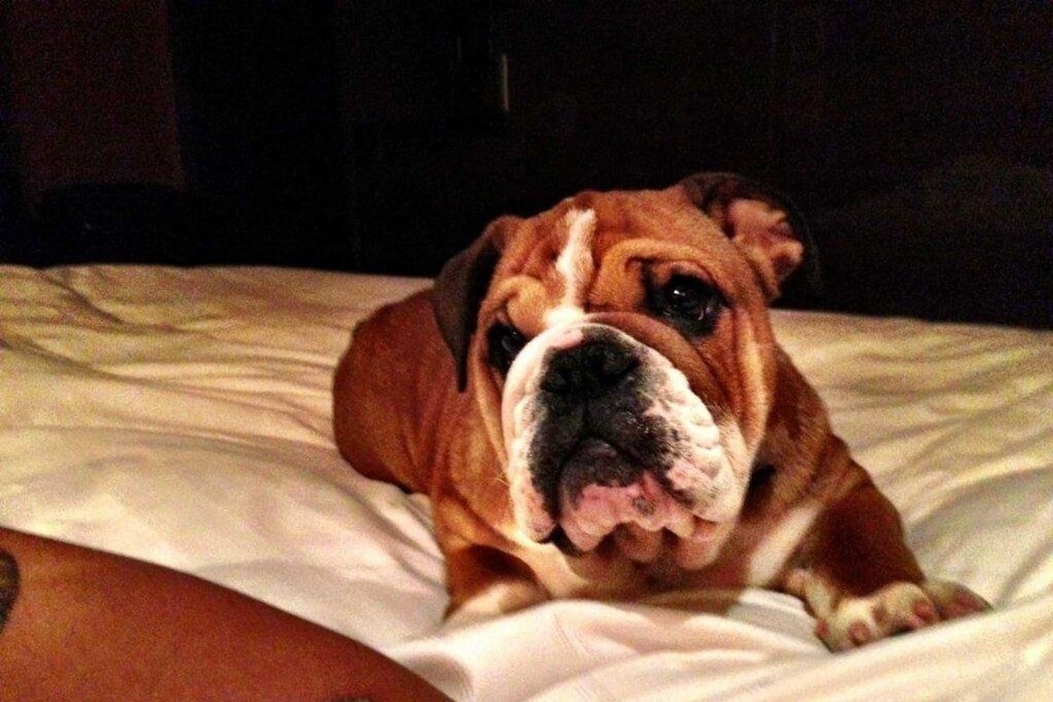 Bernie grants Hamilton's dog a paddock pass