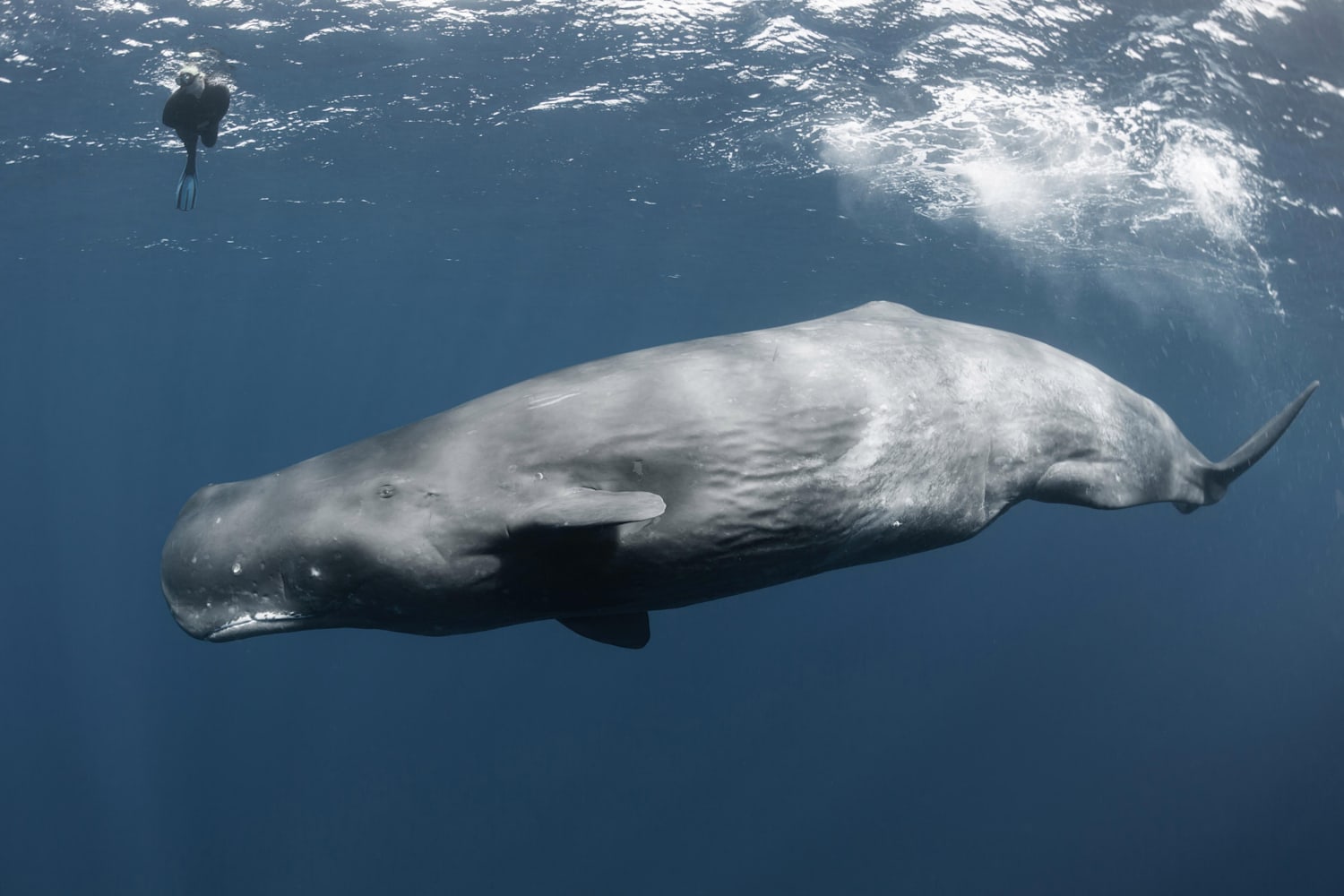 Lindas Imagens De Mergulho Livre Com Cachalotes