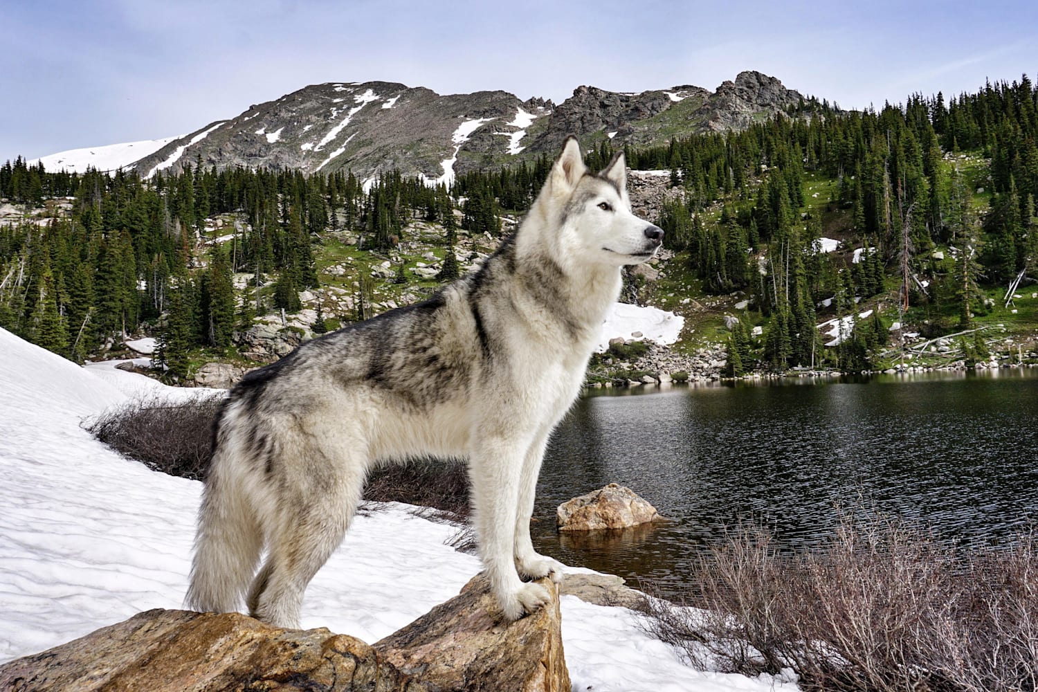 15 10 8 Instagramで大人気のウルフドッグを紹介 Adventure