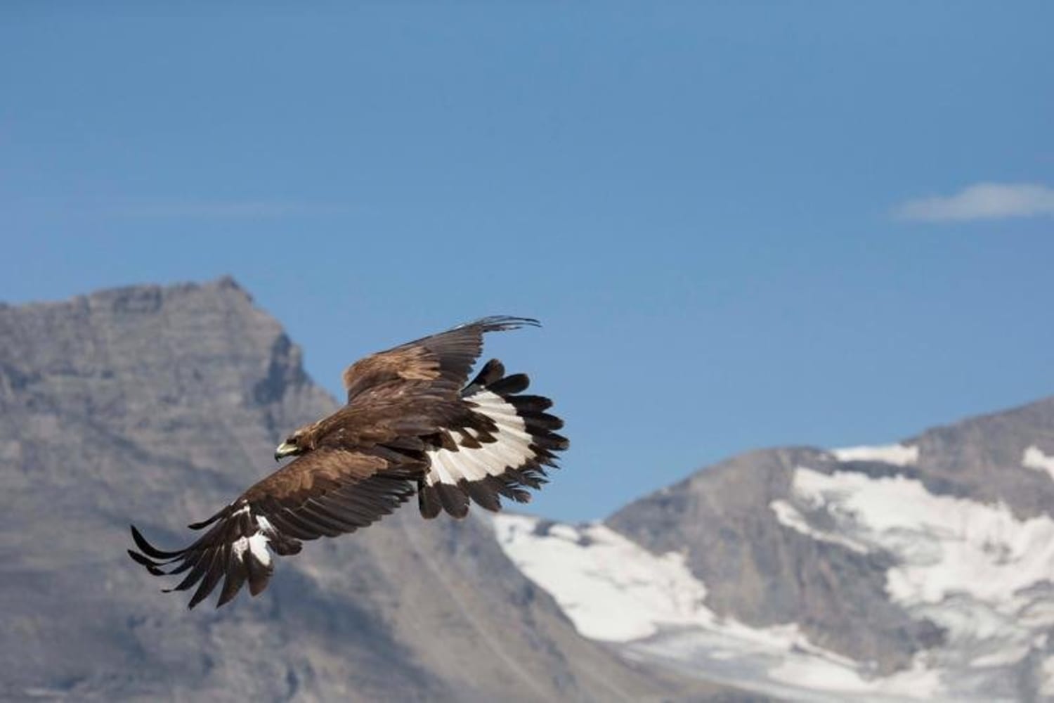 Eagle chasing a mountain goat in Alps *video* Red Bull