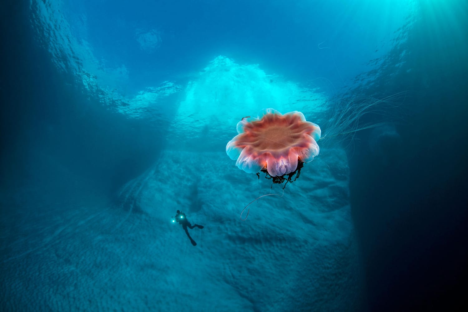 Unterwasserbilder 13 spektakuläre MeerFotos