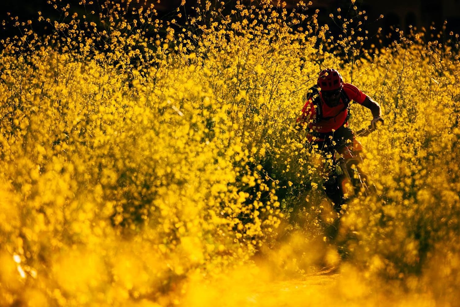 the adventure stache