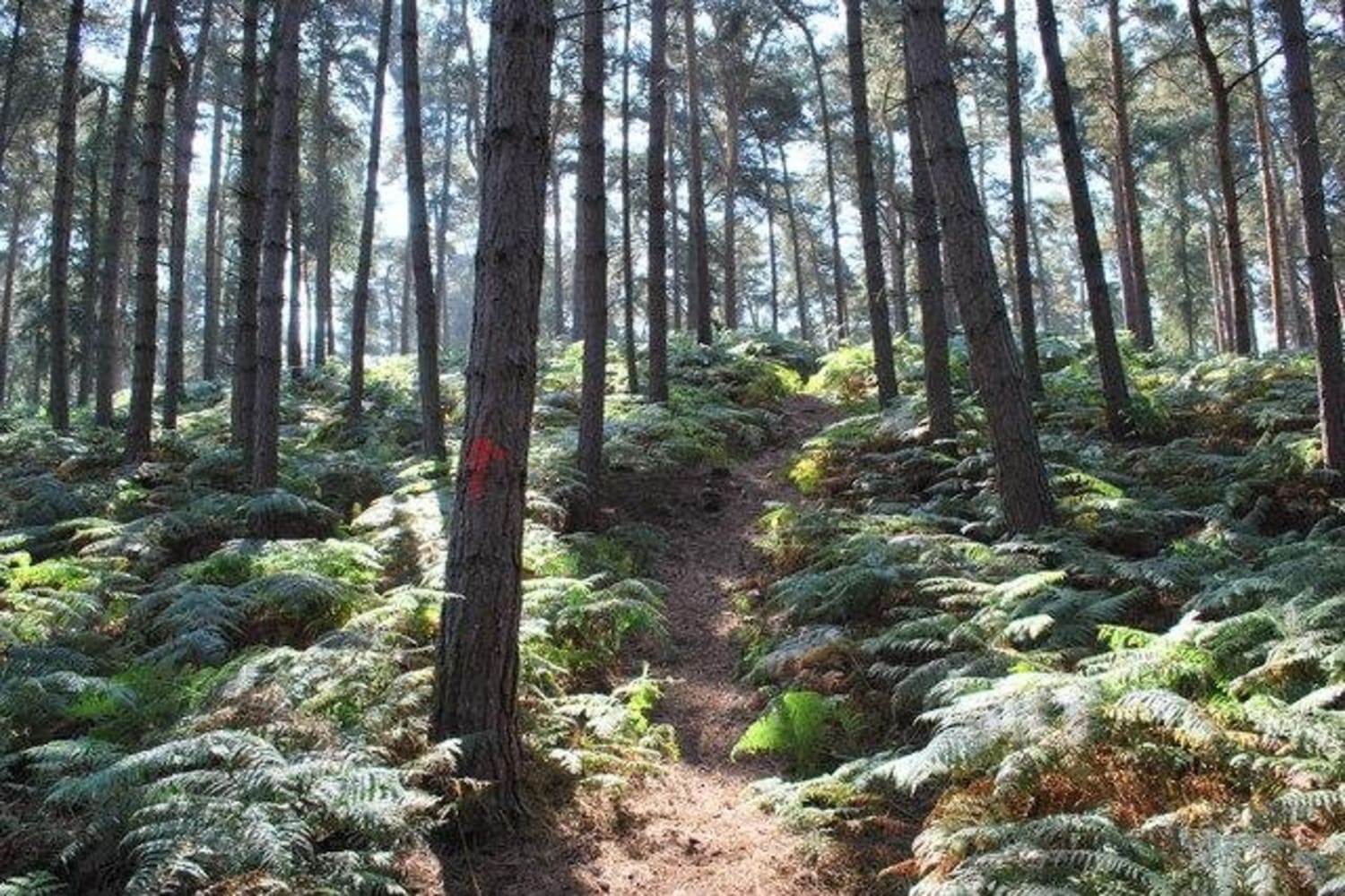 chicksands woods mountain biking